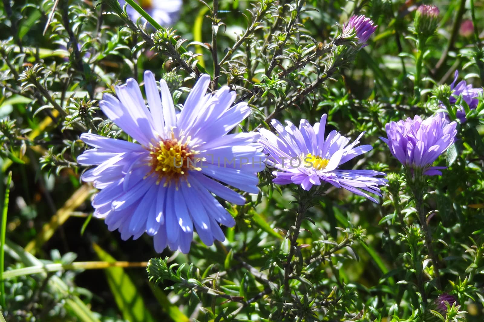 View of beautiful purple wildflowers in spring or summer