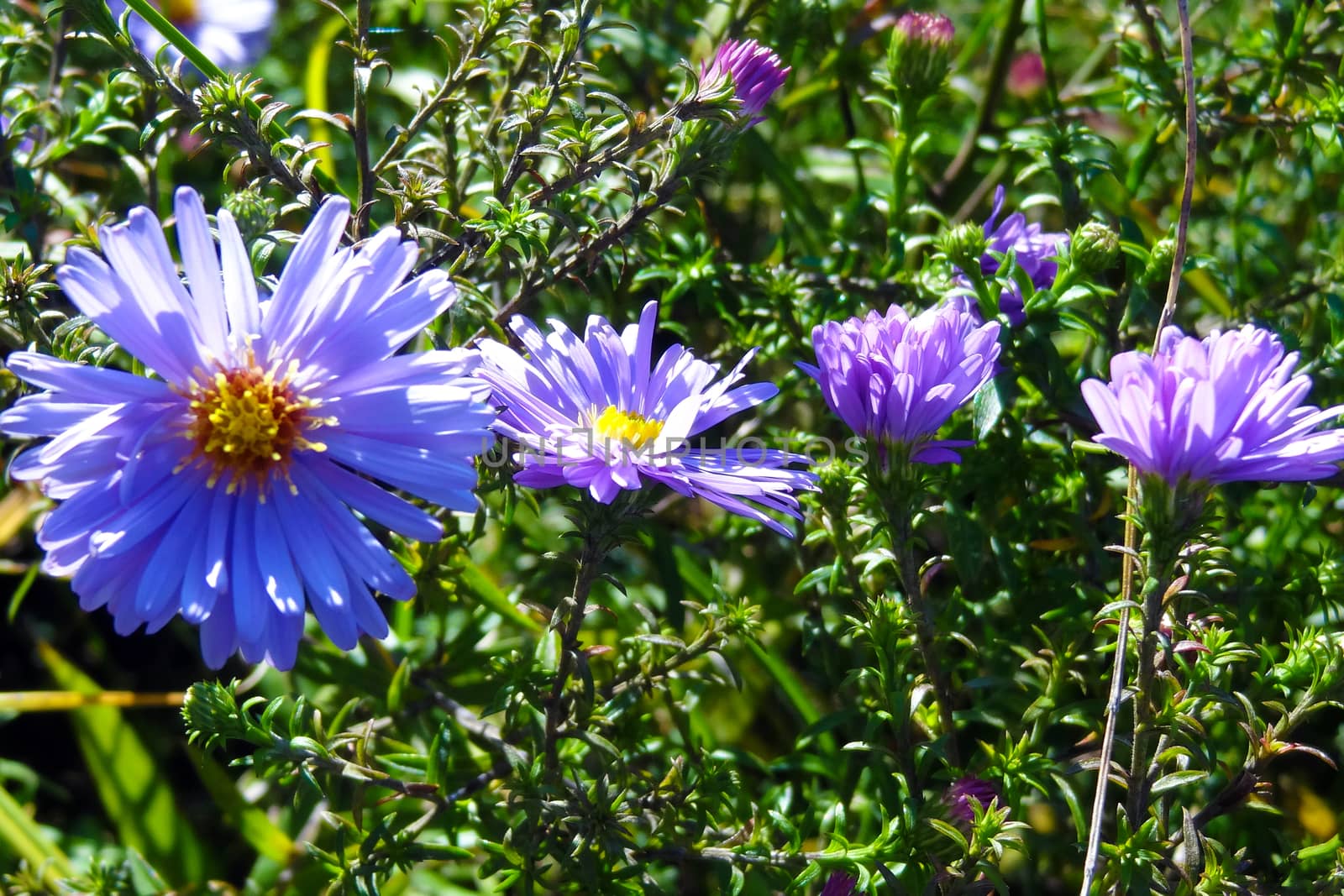 Beautiful flowers field on sunny day