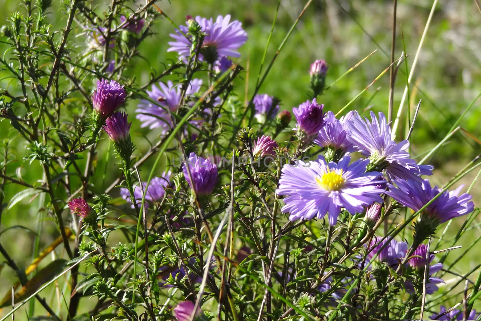 Meadow blooms in spring or summer on a sunny clear day. by kip02kas