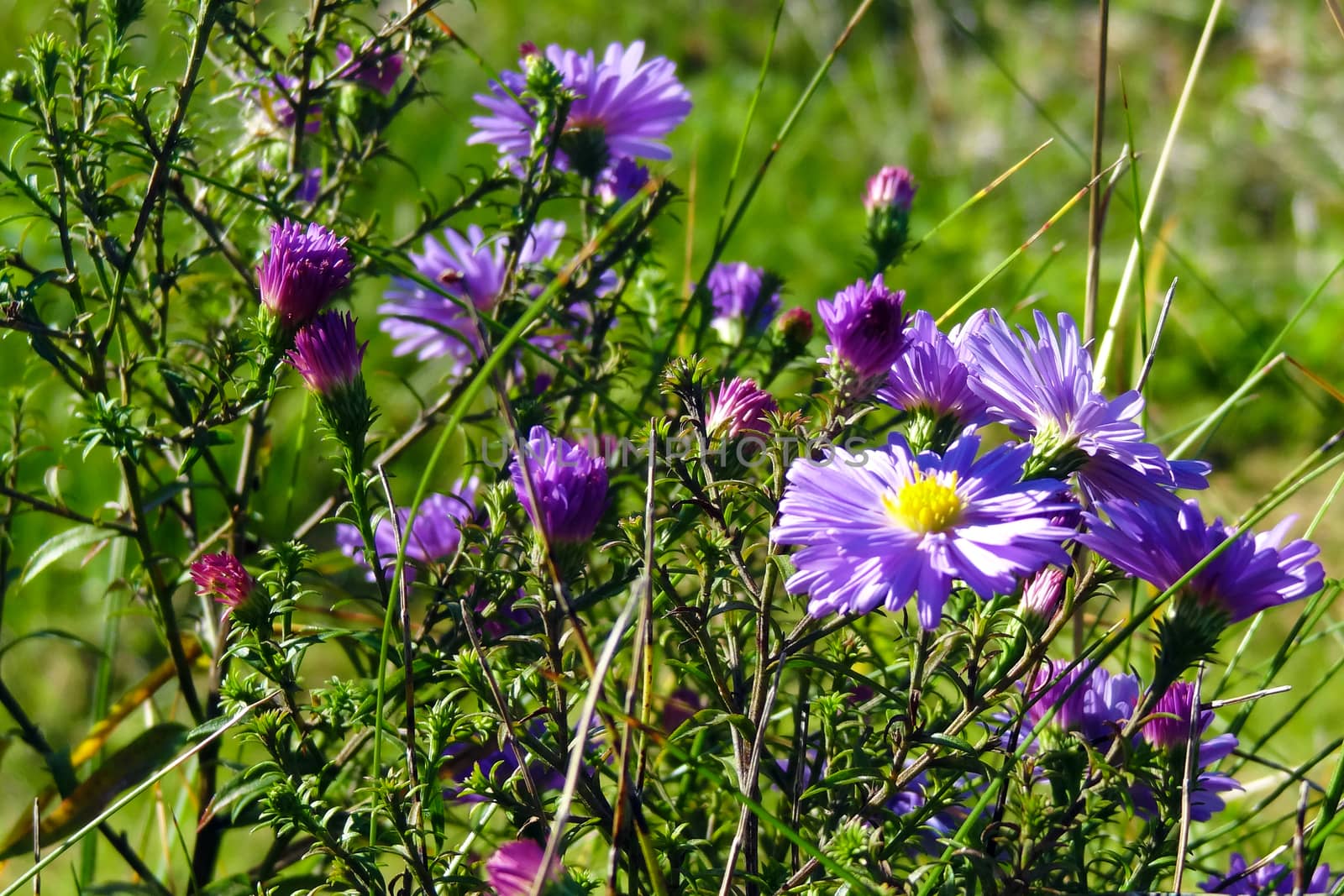 Beautiful flowers field on sunny day. Background by kip02kas