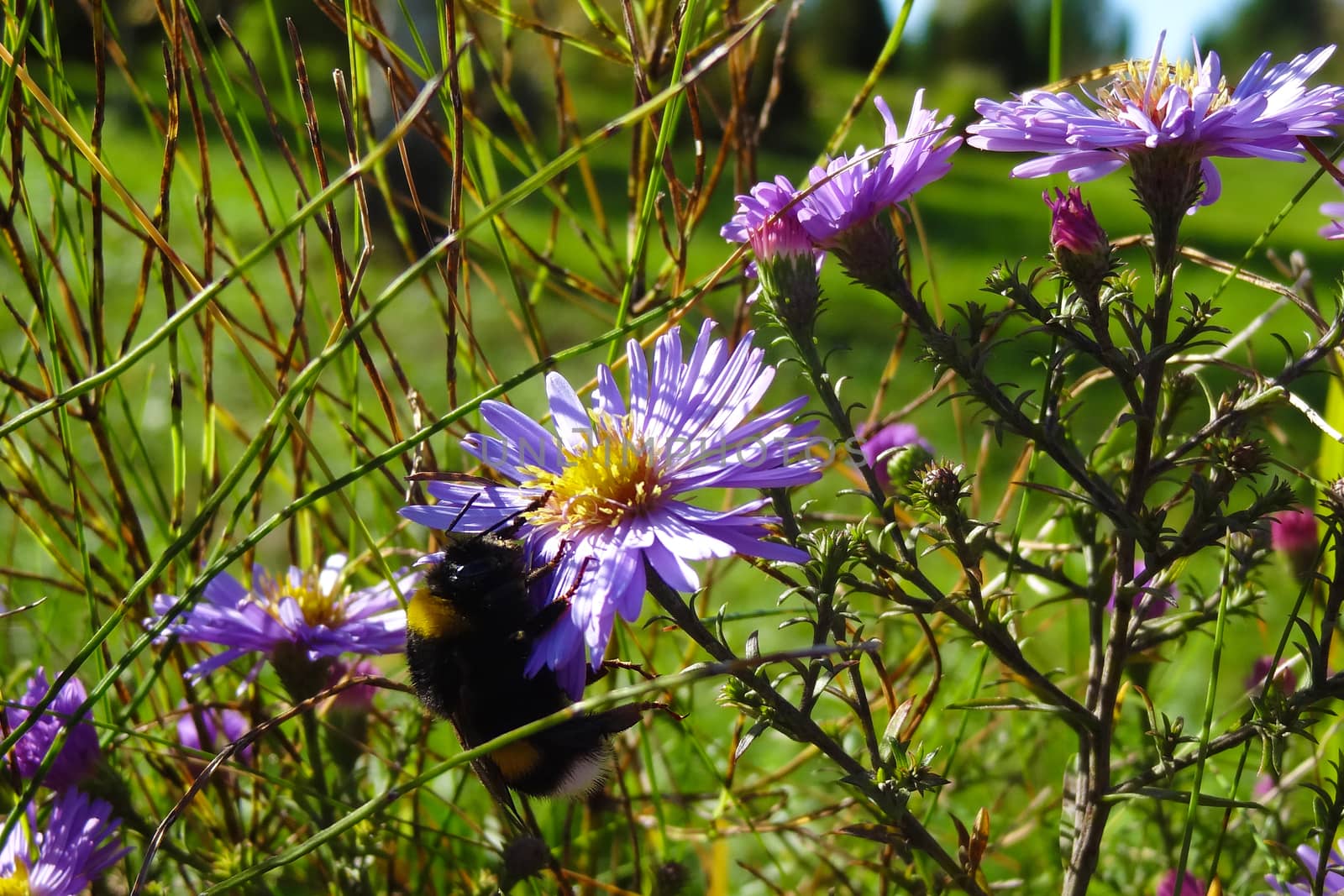 Bumble-bee on a meadow flower on a sunny day in spring or summer. by kip02kas