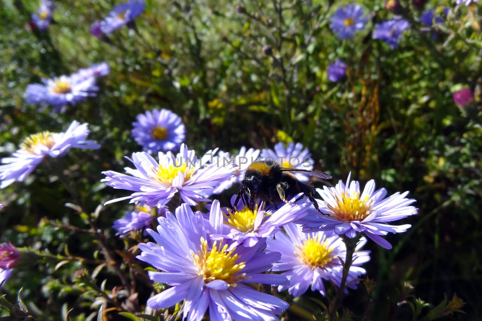 Beautiful flowers field on sunny day