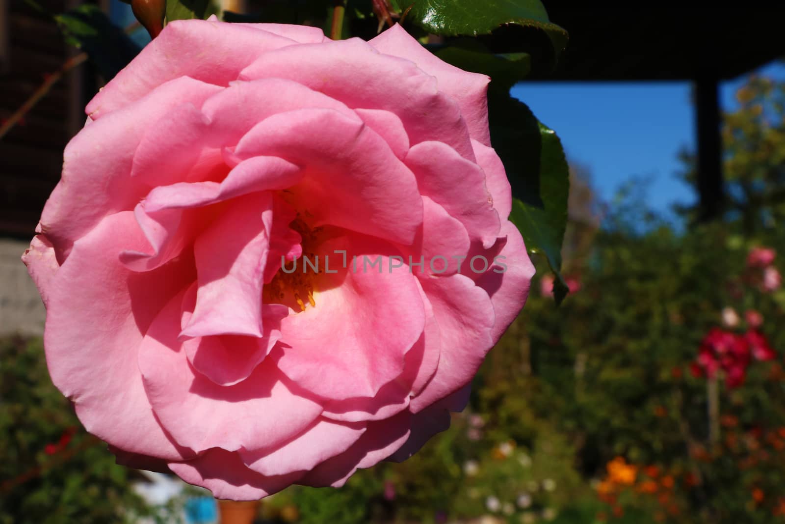 Beautiful pink rose bud close up in the garden.