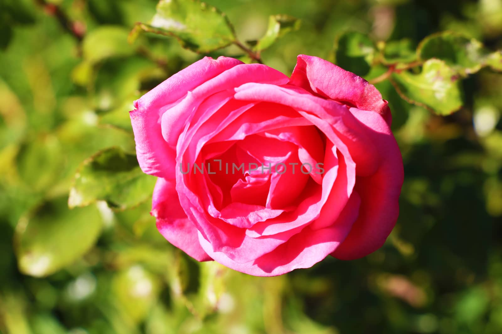 Beautiful red rosebud close up in the garden by kip02kas