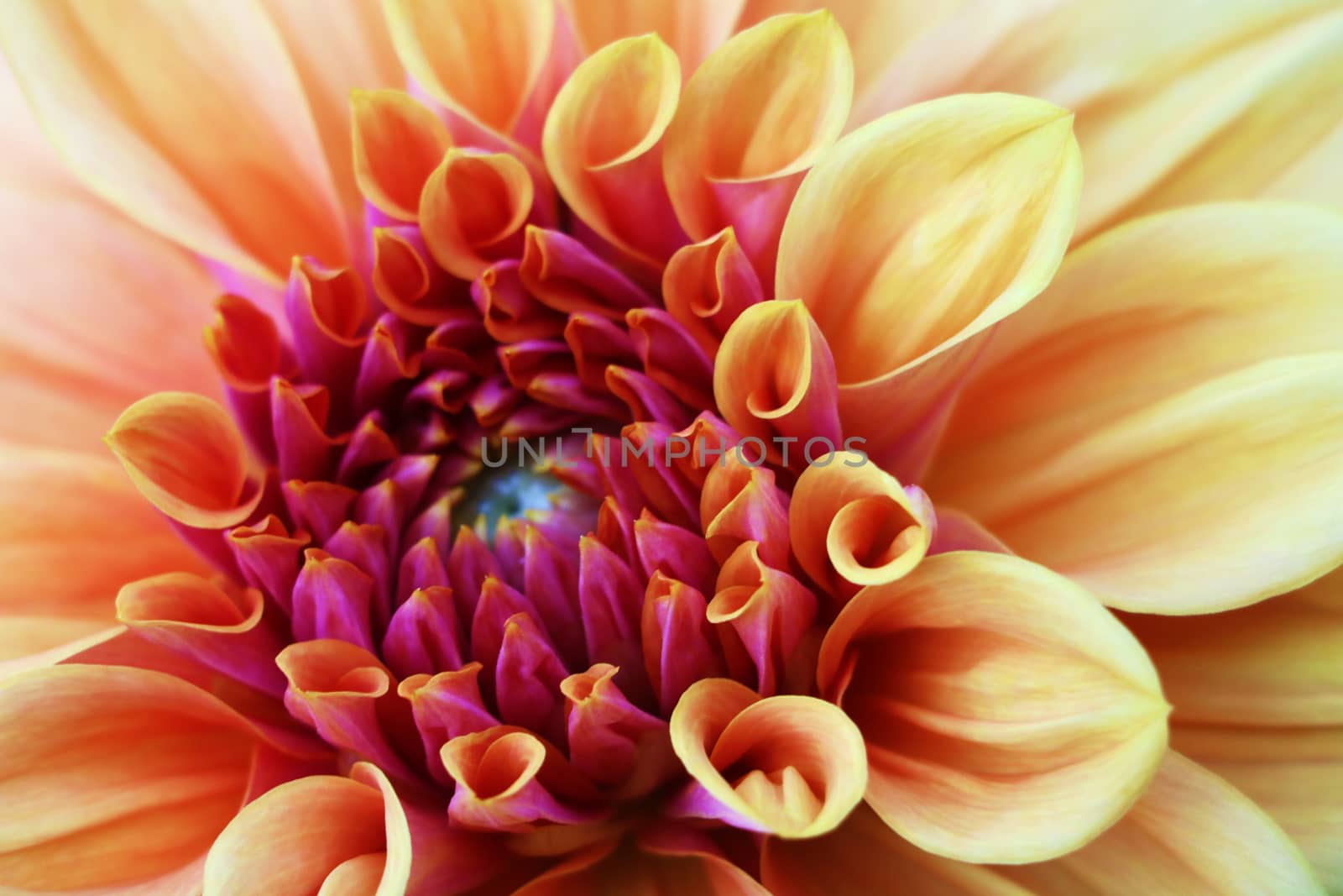 Pink, yellow and white fresh dahlia flower macro photo. Picture in color emphasizing the light different colours and yellow white highlights. Flower center in the in the middle of the square frame.