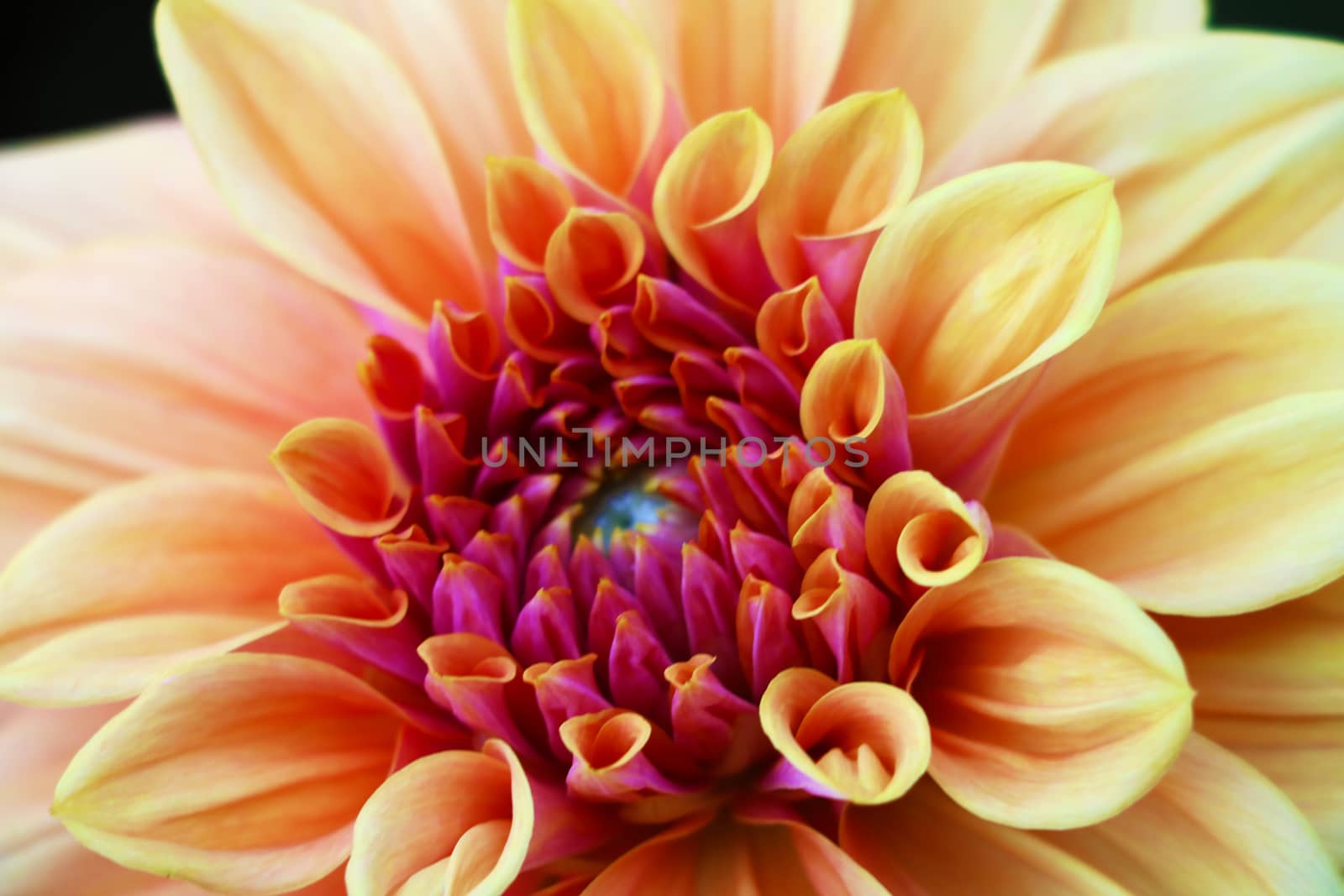 Pink, yellow fresh dahlia flower macro photo. Picture in color emphasizing the light different colours and yellow white highlights.