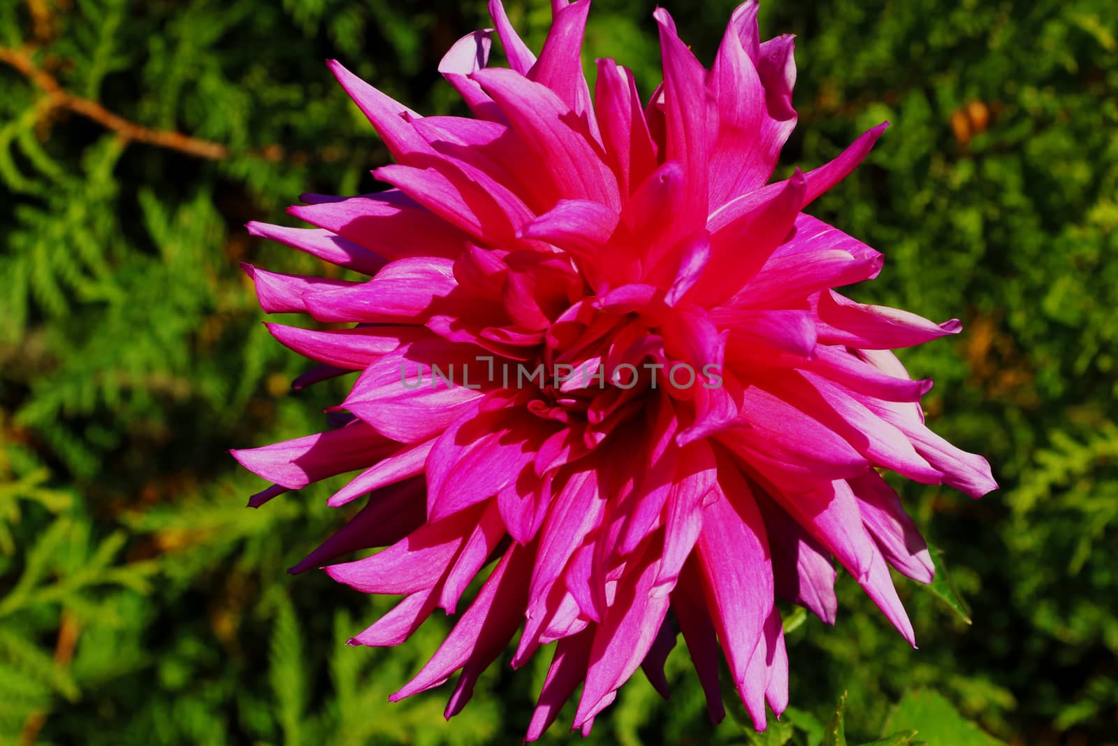 Pink dahlia in the garden. Picture of a beautiful pink dahlia by kip02kas