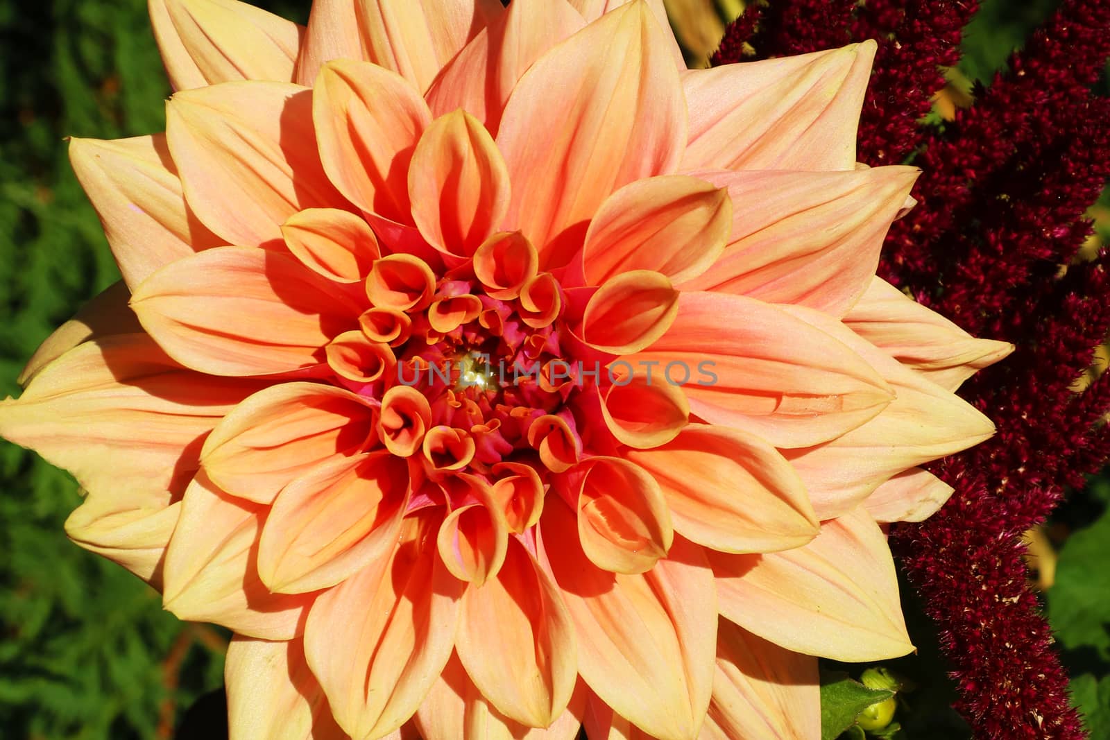 Orange dahlia in garden. A picture of the beautiful orange dahlia by kip02kas