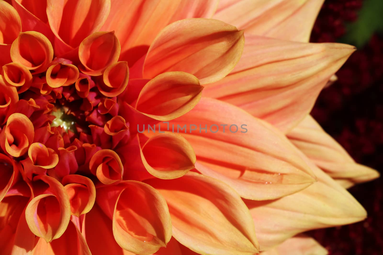 A bright orange dahlia flower, closeup. Flower by kip02kas