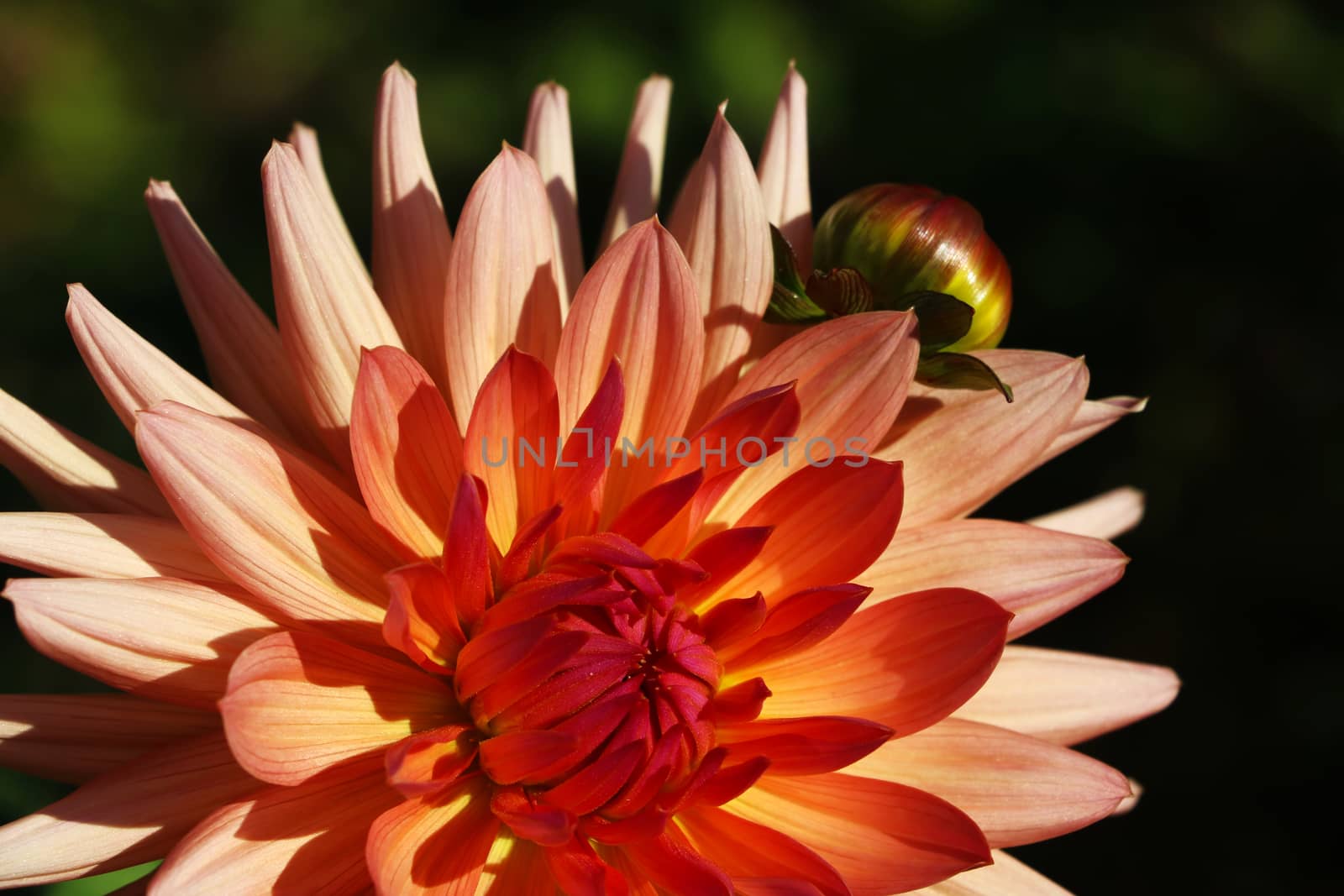 Bright orange dahlia in the garden. Flowers Background by kip02kas