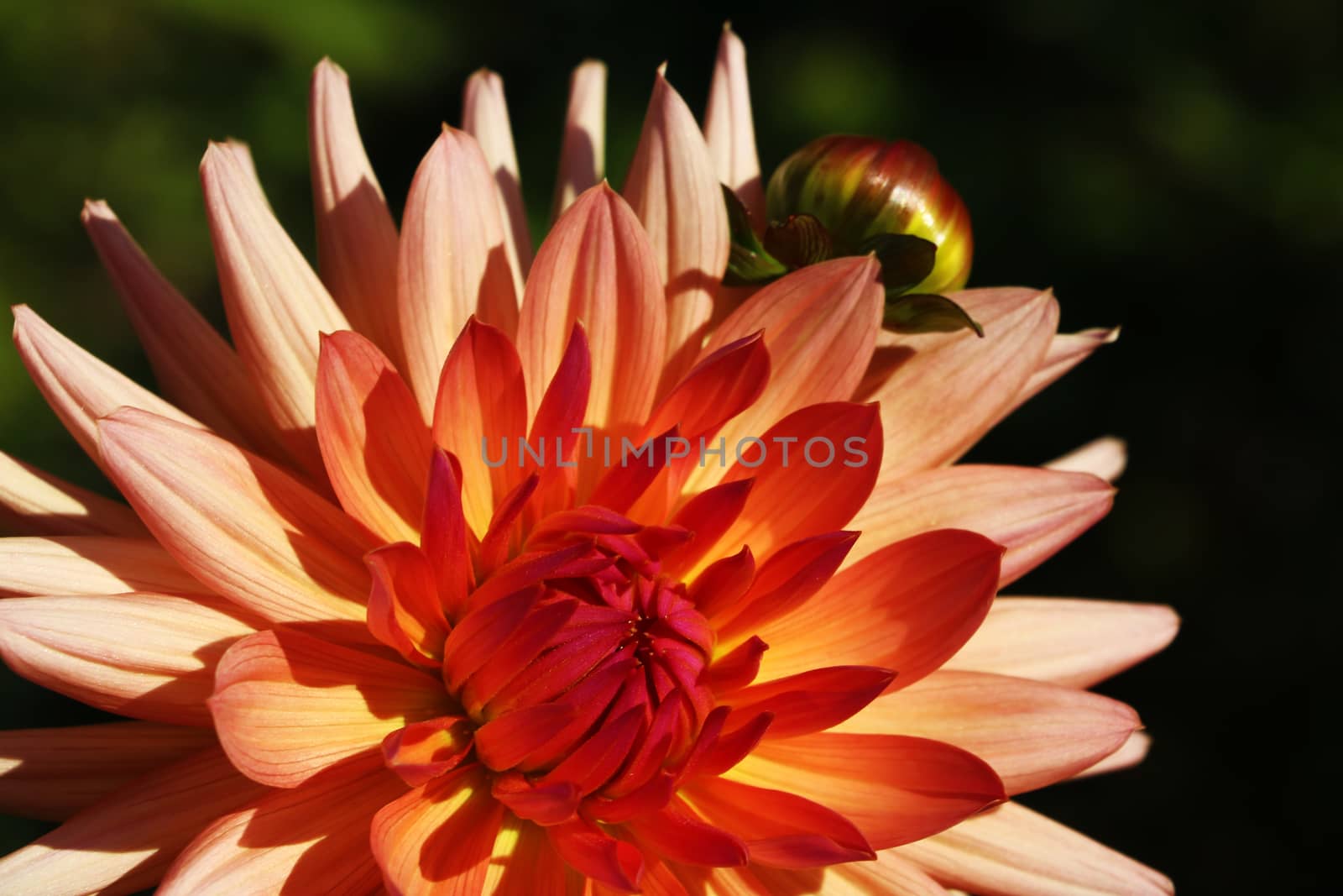 bright wedding bouquet of summer dahlias, Pink, yellow and white fresh dahlia flower macro photo by kip02kas