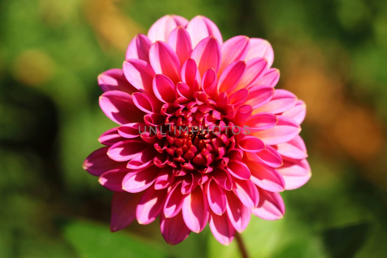 Dahlia flower. The scarlet buds of dahlias are a garden.