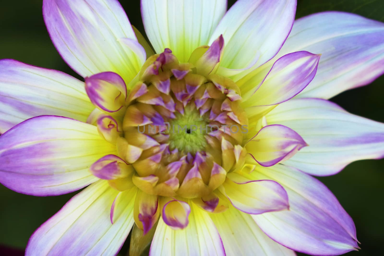 Color outdoor floral macro young, close to the open, purple dahlia buds with purple flower by kip02kas