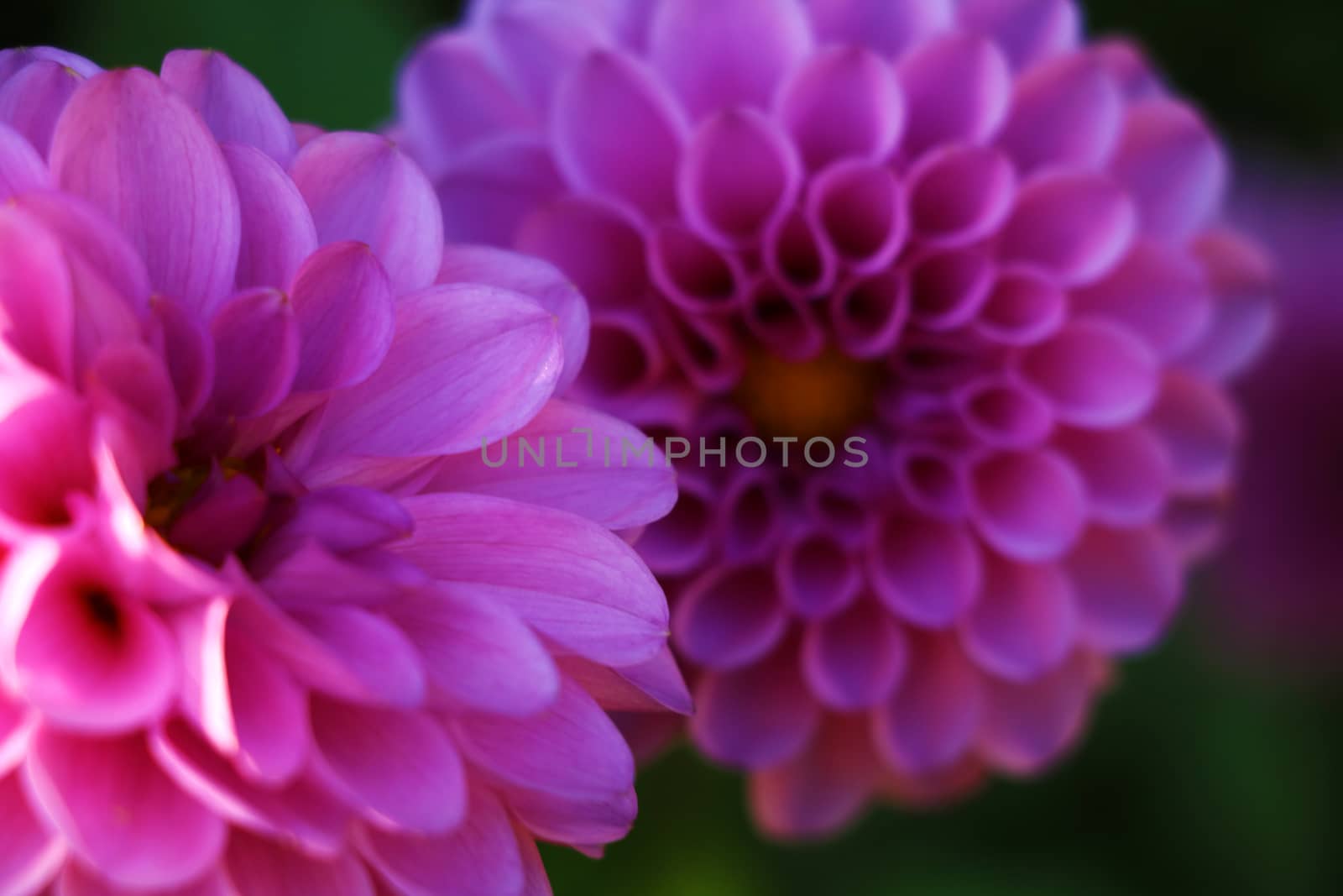 Bright wedding bouquet of summer dahlias, Pink, yellow and white fresh dahlia flower macro photo by kip02kas