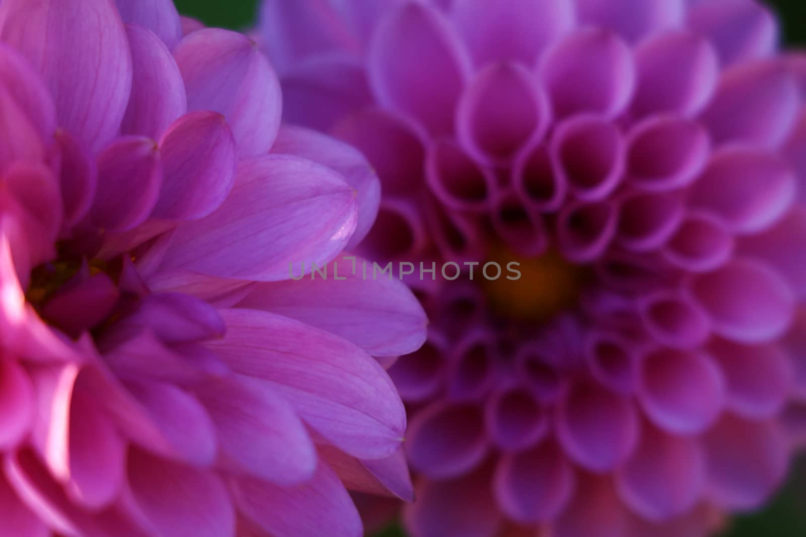 Bright wedding bouquet of summer dahlias, Pink, yellow and white fresh dahlia flower macro photo.