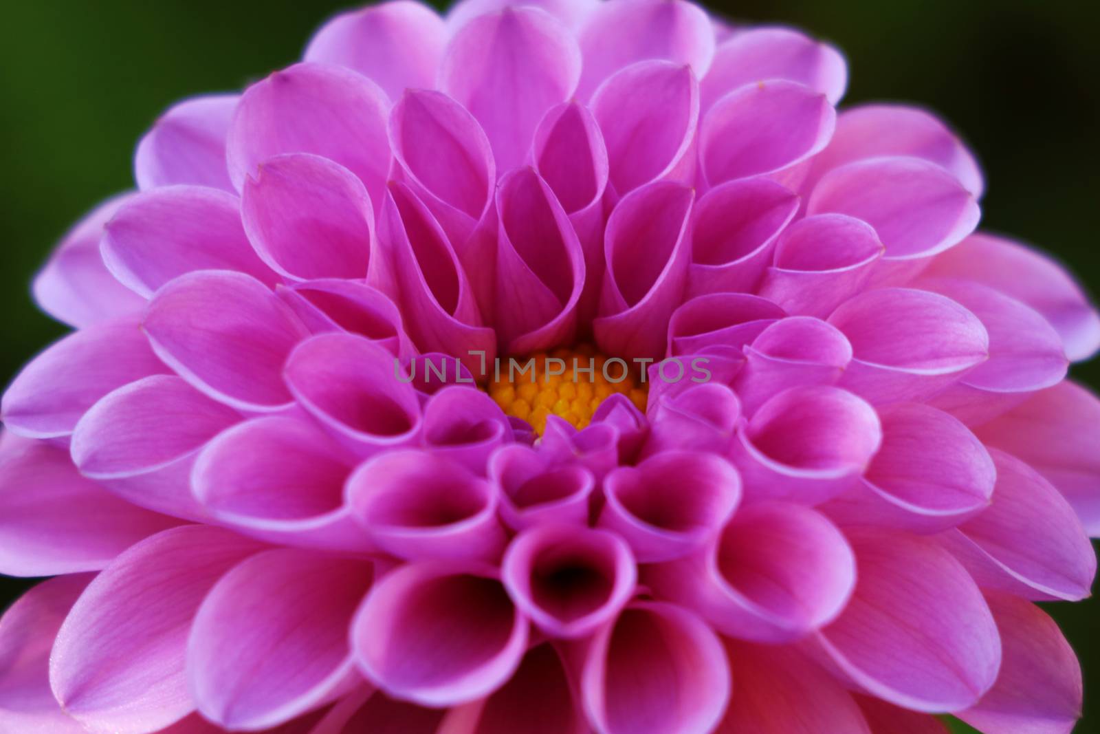 Bright wedding bouquet of summer dahlias pink, flower, macro photo by kip02kas