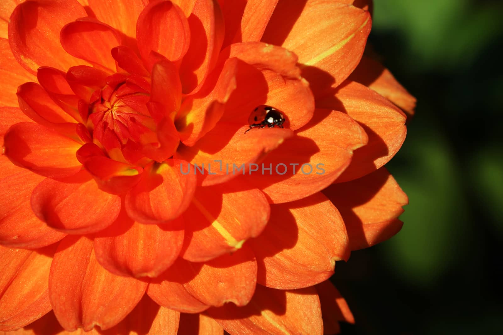 Ladybug on a beautiful orange bud of dahlias, flowers by kip02kas