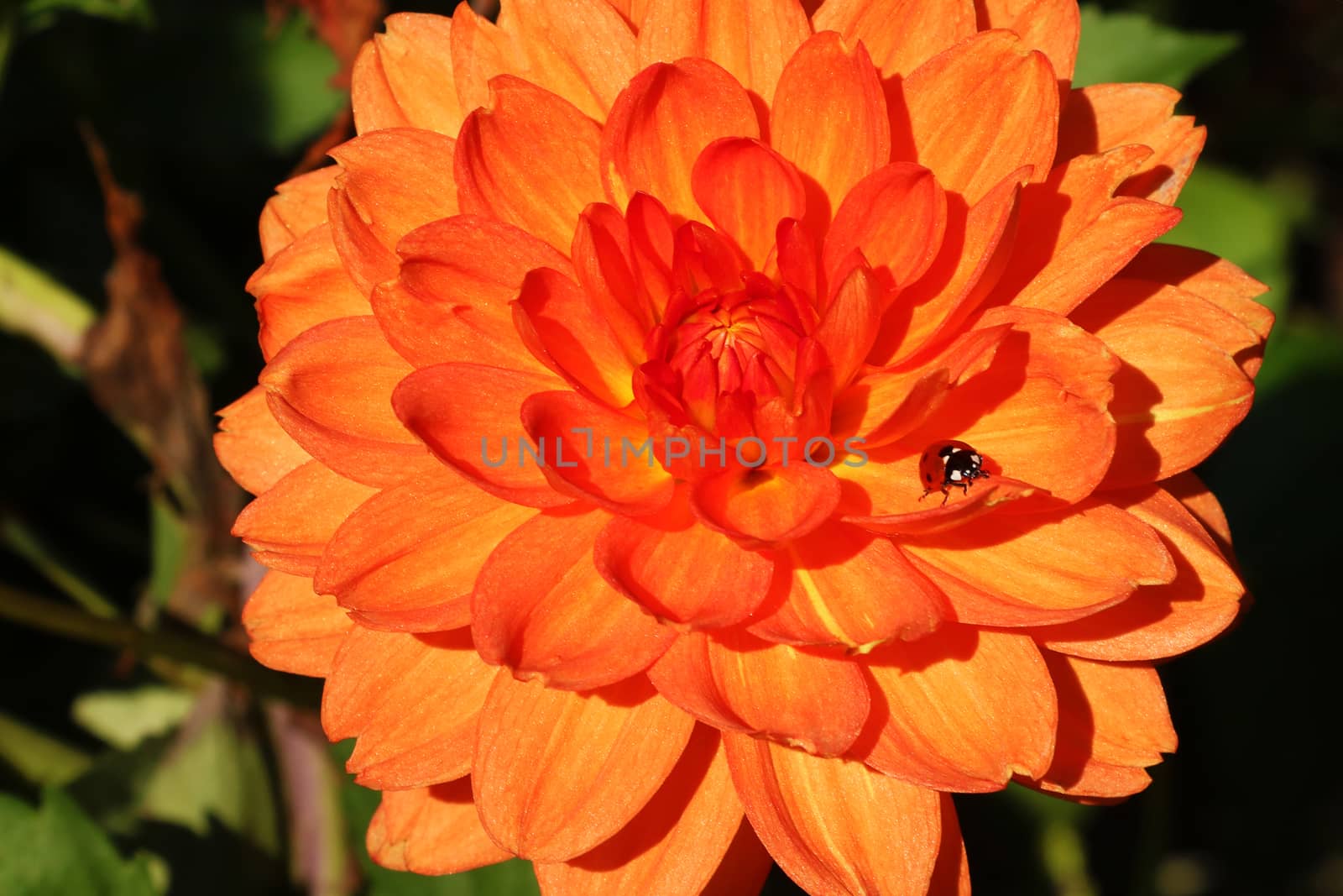 A colorful dahlia flower with a small insect.