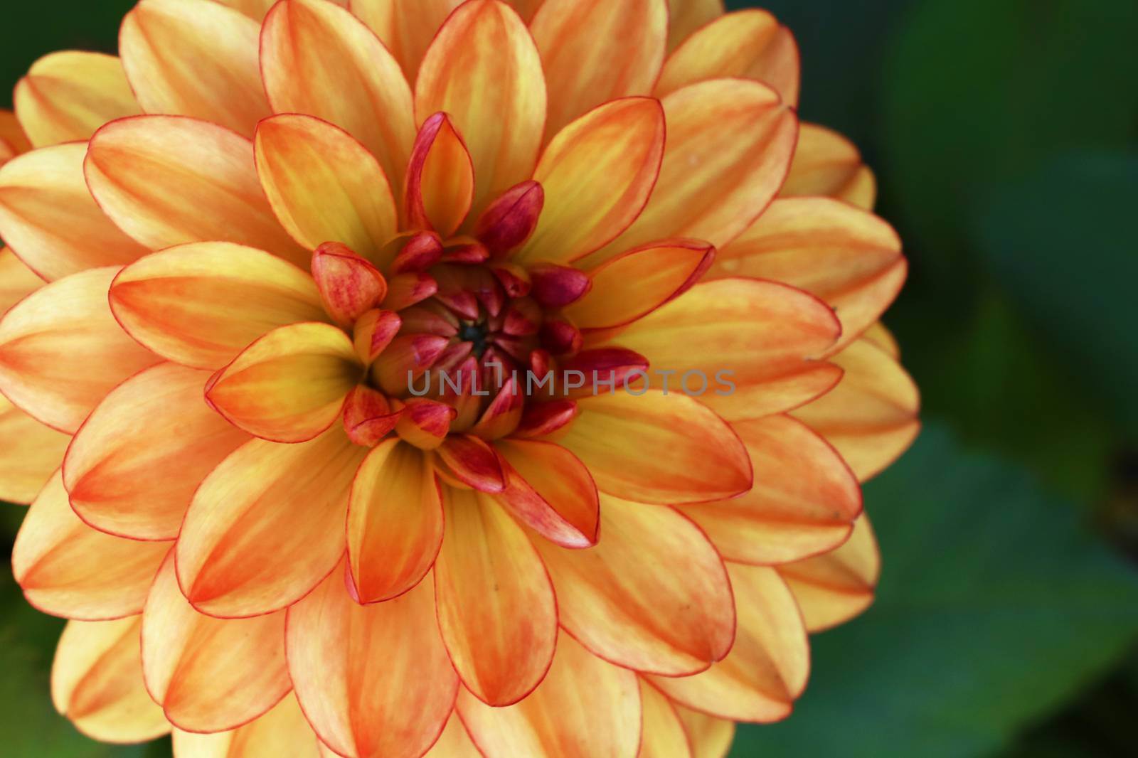 View of a bright beautiful orange flower dahlia in the garden