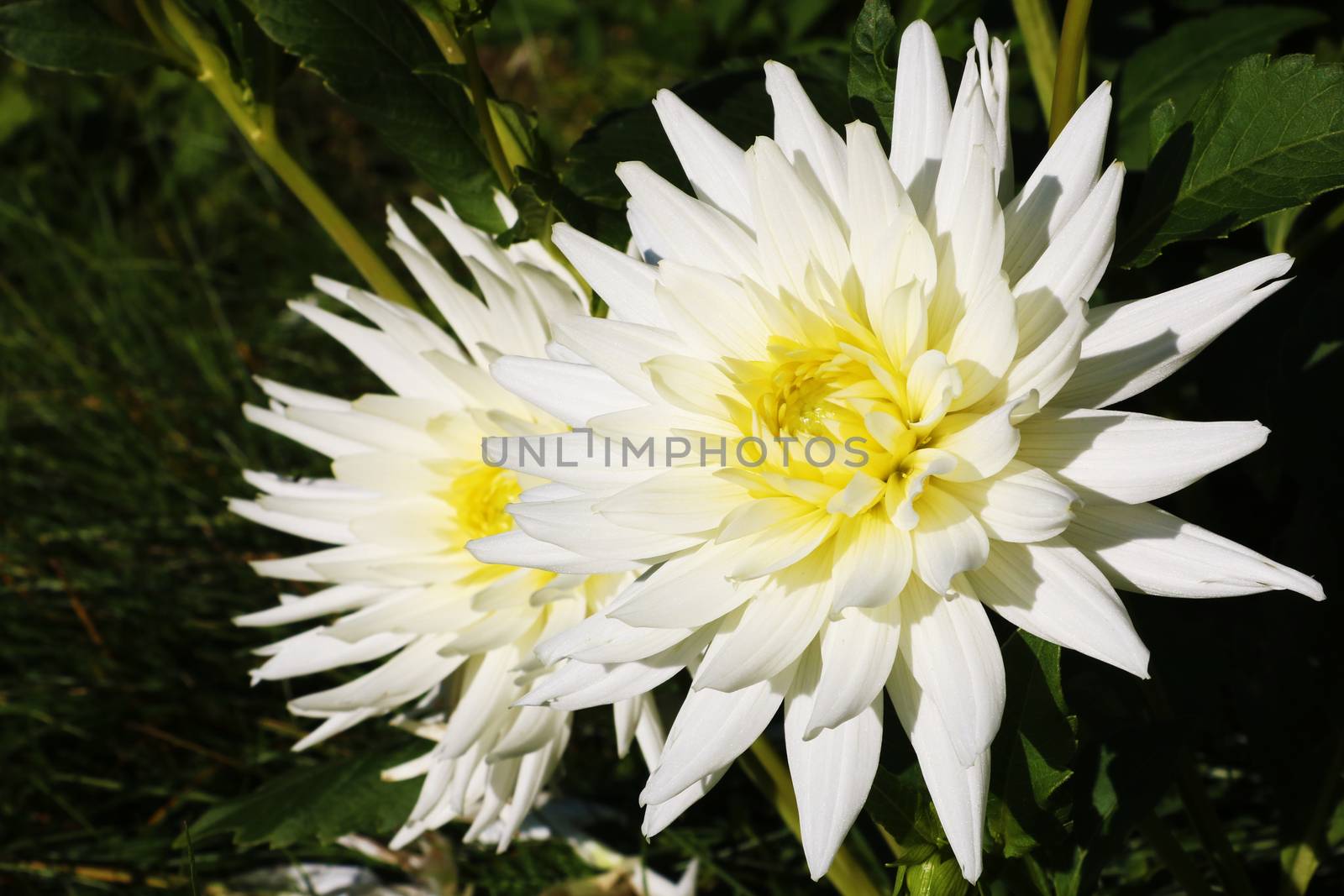 Beautiful dahlias. Flowers dahlias in the Park or garden.