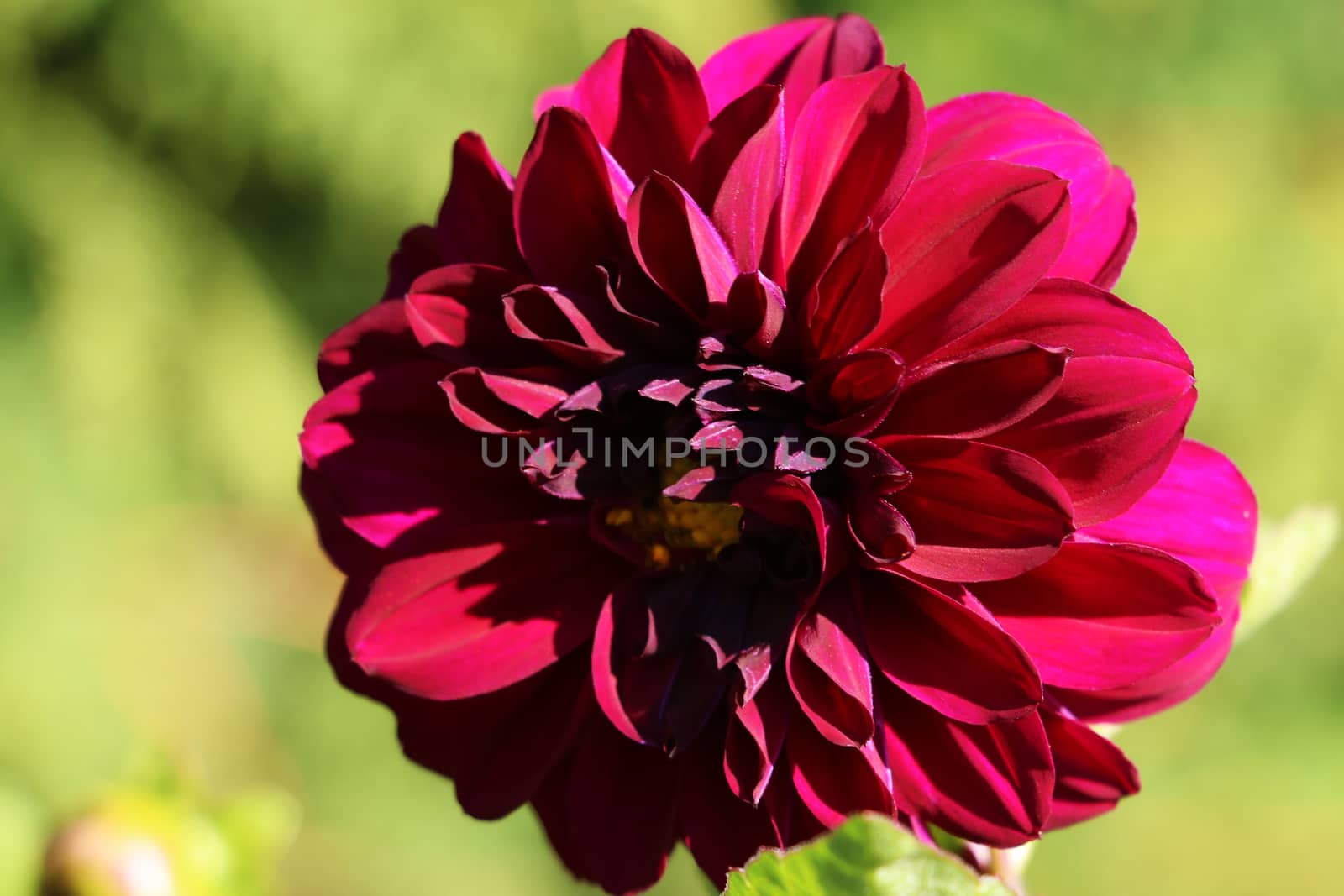 Close-up of a colorful pink dahlia showing its patterns, details, and vibrant colors.