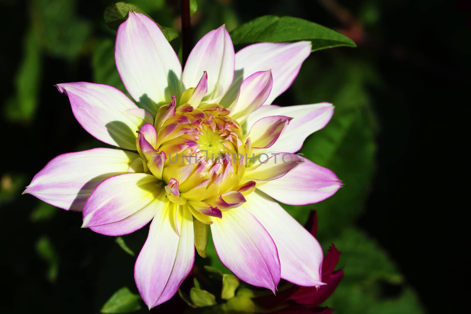 Blooming pink dahlia flower in the garden with copy space by kip02kas