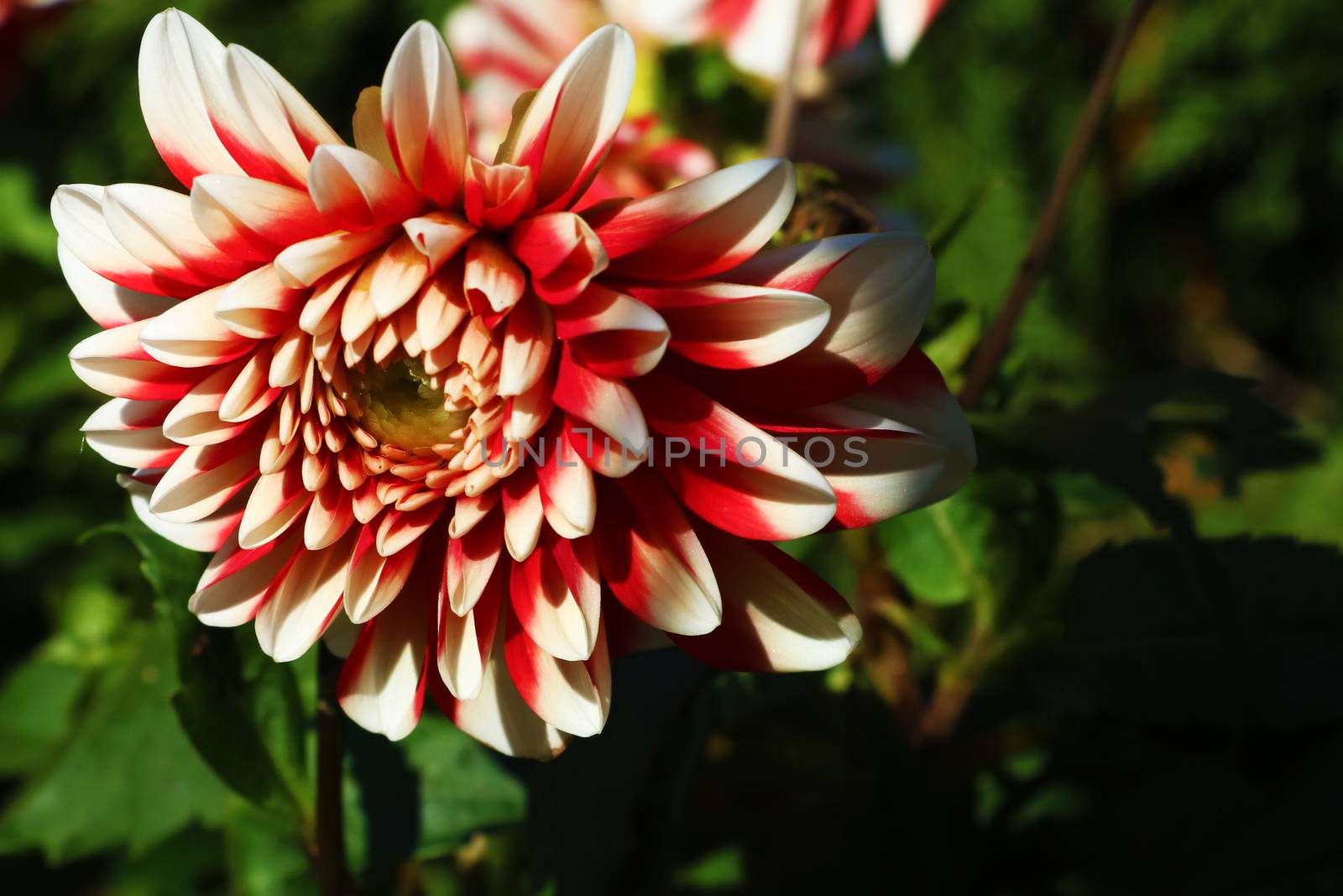 Flowers dahlias in the botanical garden.