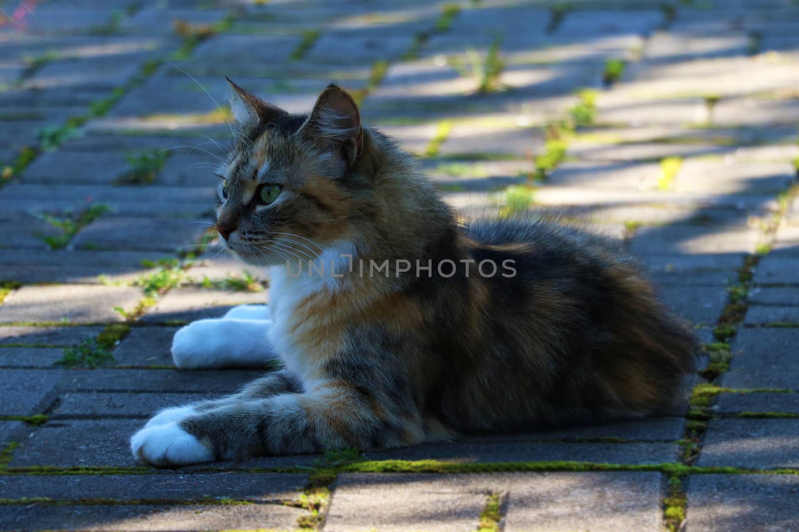 Beautiful home cat lies on the sidewalk in the shade by kip02kas