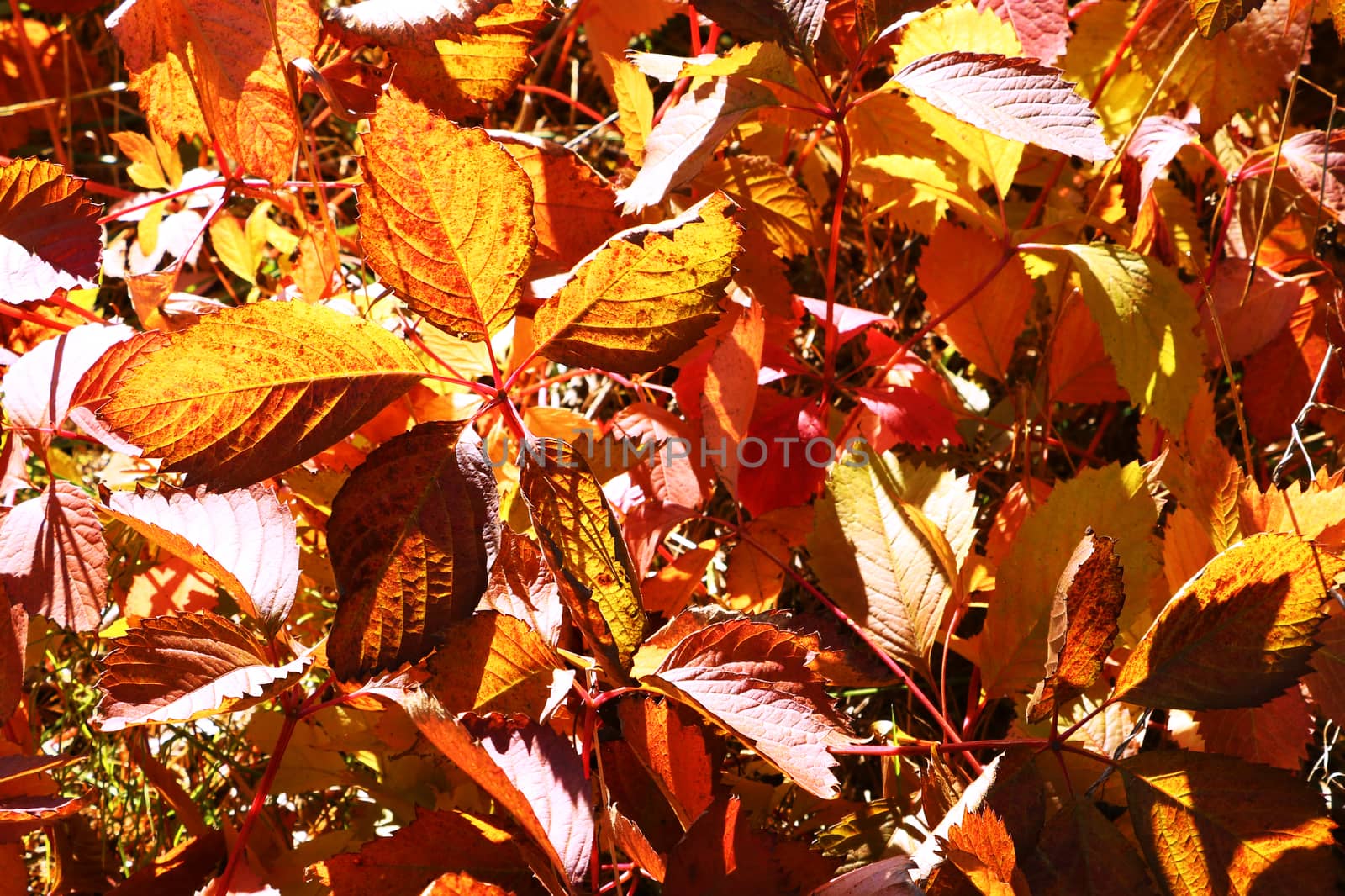 Beautiful yellow-red leaves trees on a sunny day by kip02kas