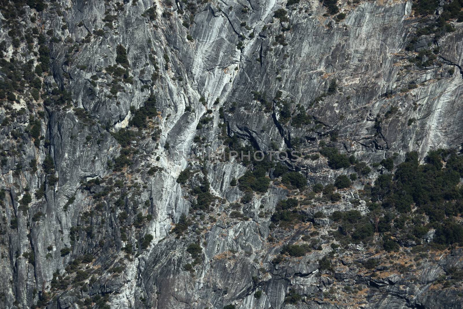 View of the rocks covered with green trees.