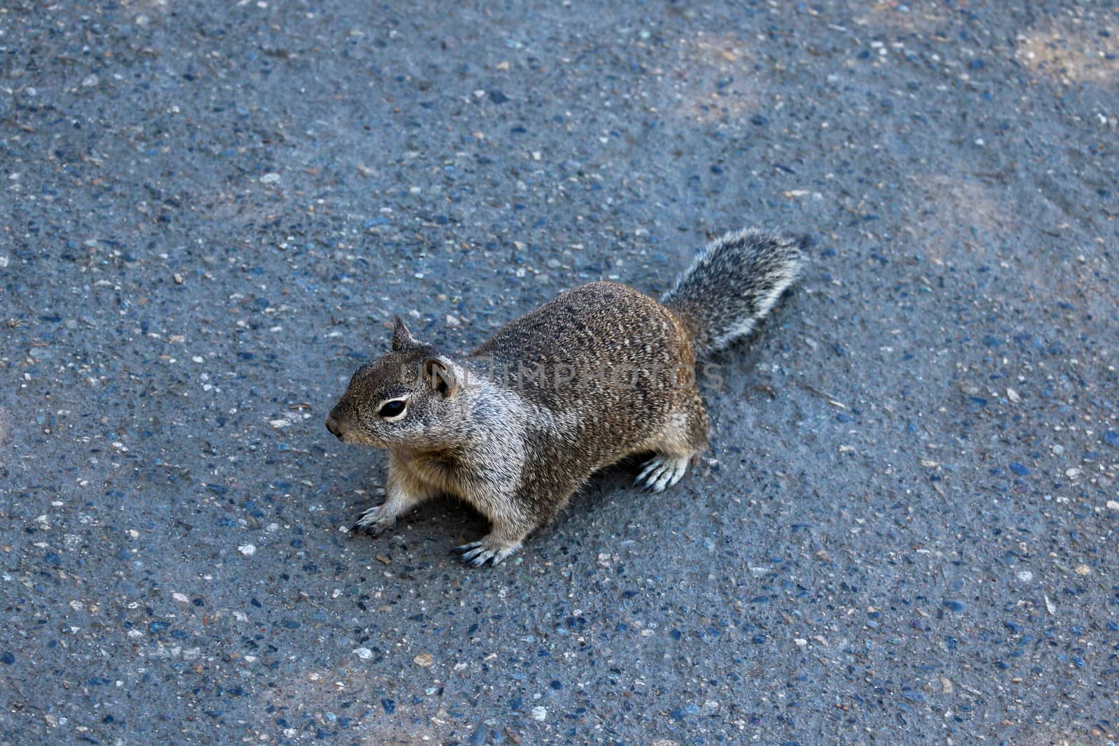 Close up of a gray squirrel standing on a mountain by kip02kas