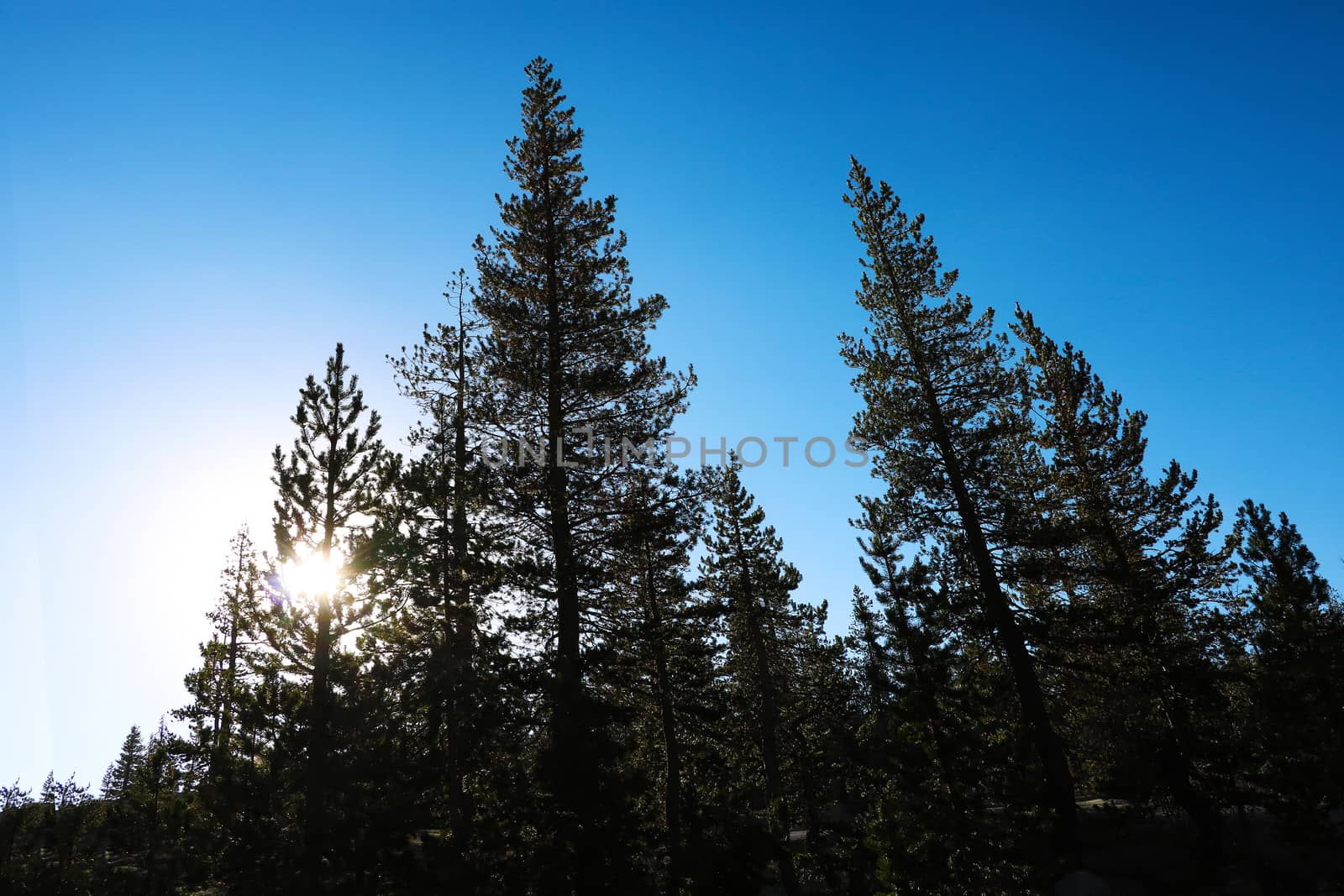 Large green spruce in the foreground on a sunny day.