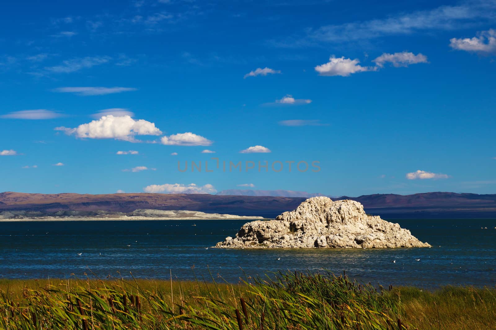 A small forest of tufa rises from the shores of Mono Lake