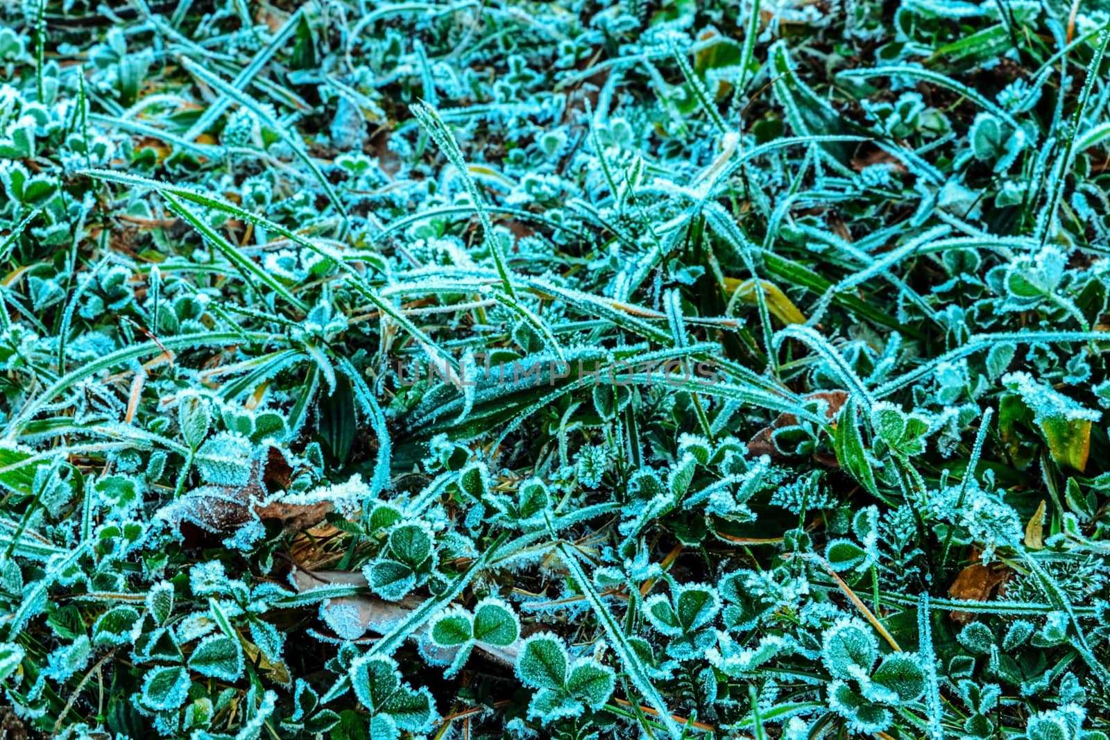 autumn leaves grass in the snow