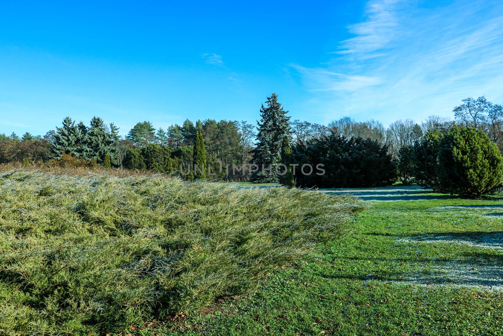 Frost with dew drops on the green leaves grass. Soft Focus at Doi Inthanon