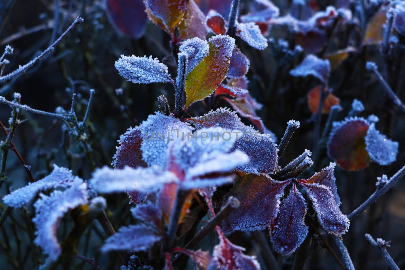 Frozen grass and leaves covered with frost on a cold frosty winter day, cold weather