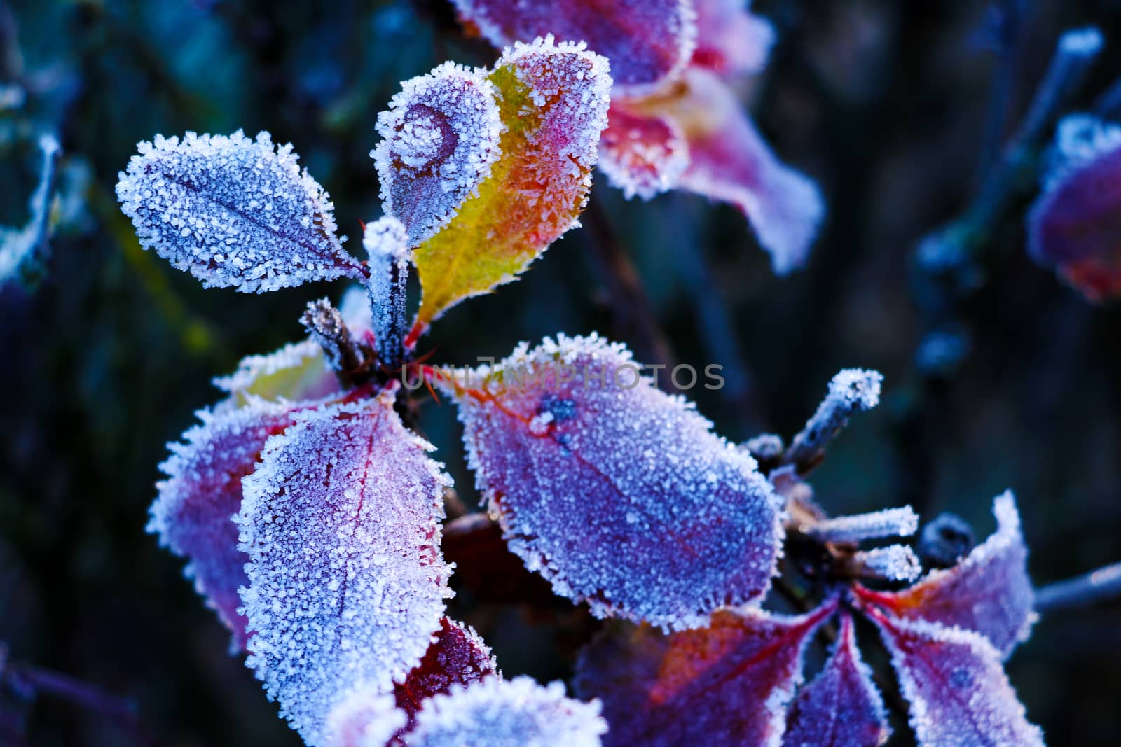 Ice crystals on leaves - Close up photo of tiny ice crystals on leaves. Selective focus on the central part of the image. by kip02kas