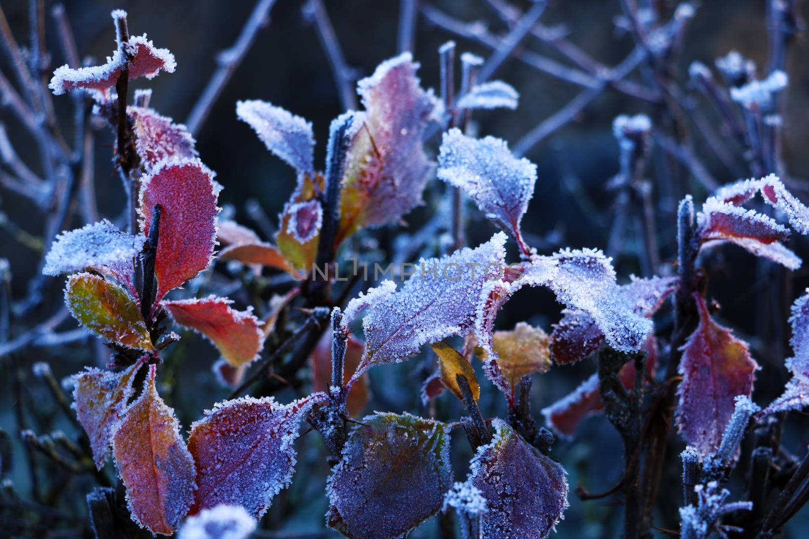 Texture background, pattern. Frost on the sprigs of grass. a deposit of small white ice crystals formed on the ground or other surfaces when the temperature falls below freezing. by kip02kas