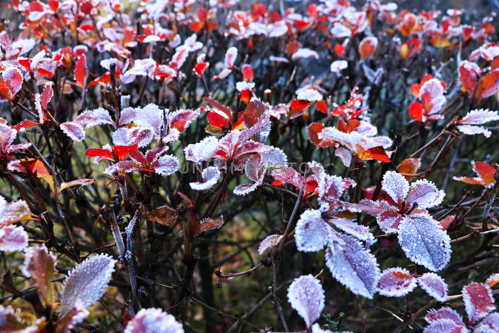 Frost covered autumn leaves and grass early in the morning. Winter background from above. by kip02kas