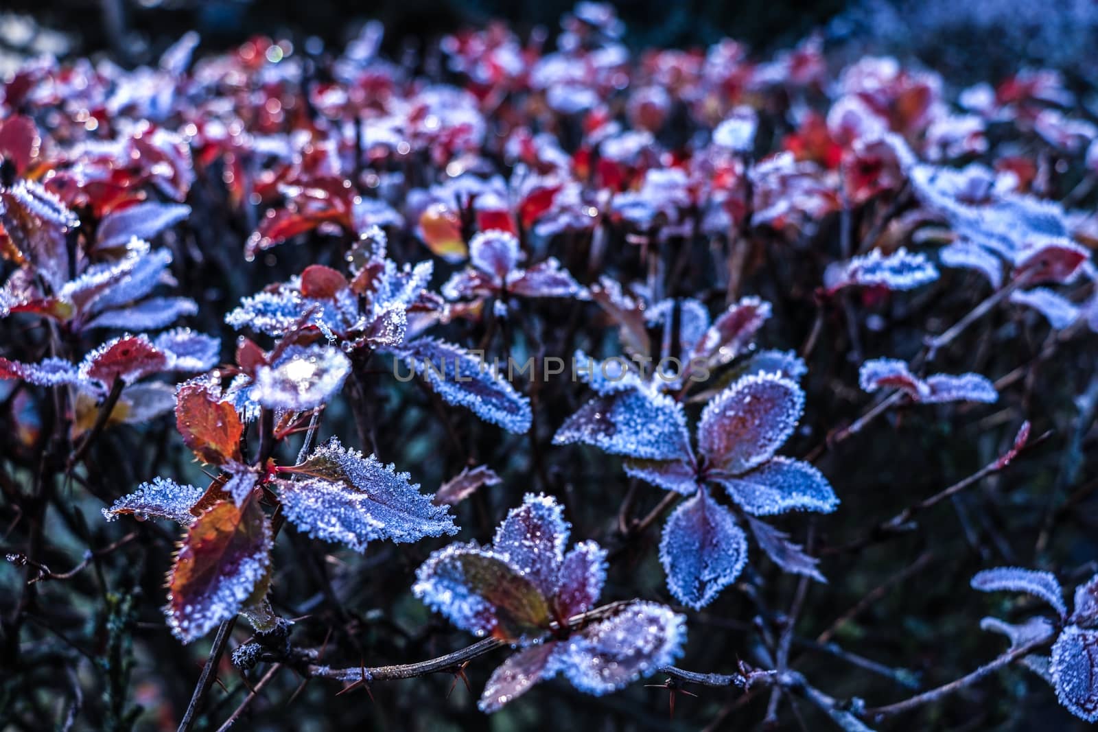 Grass covered with hoarfrost and ice