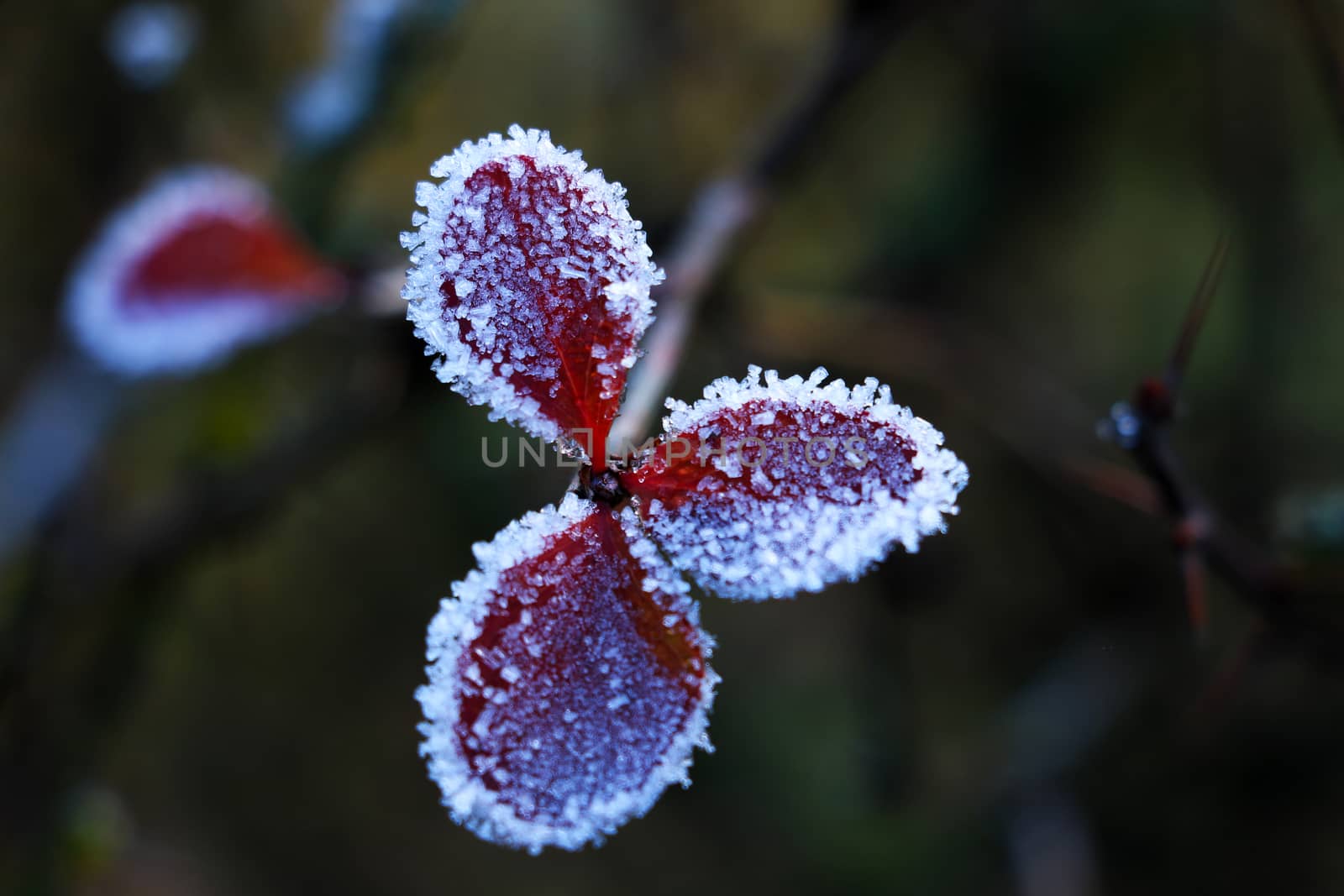 Frosty autumn plants. Frozen green leaves on the branch under the frost. by kip02kas