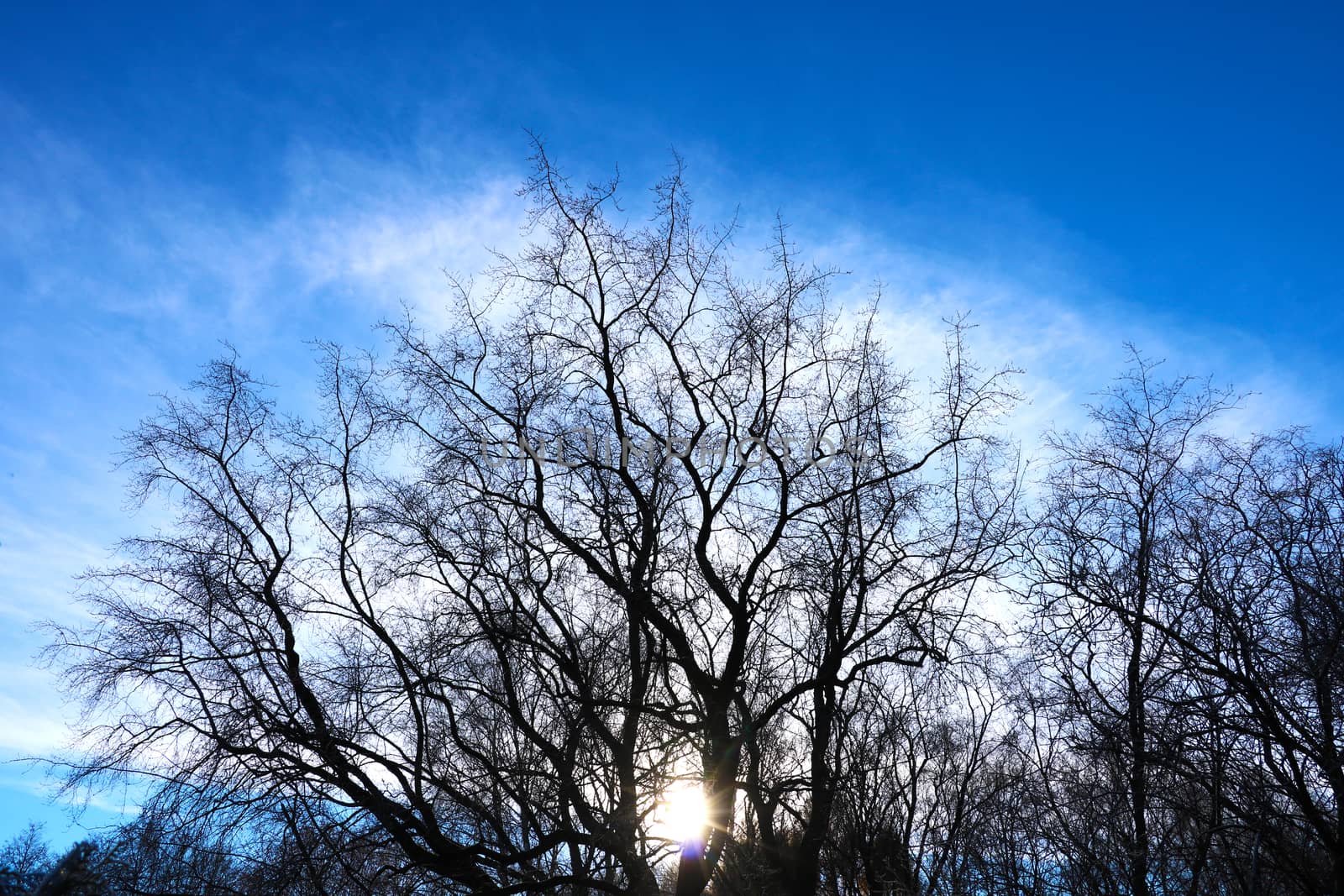 Beautiful trees on sky background,tree,sky