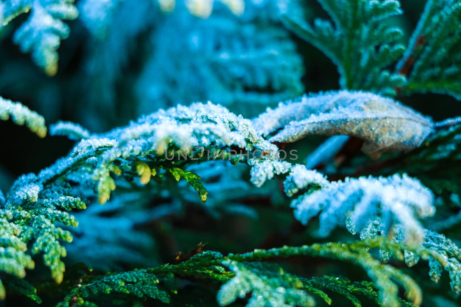 Background texture, pattern. Frost on the twigs. precipitation of small white ice crystals formed on the ground or other surfaces when the temperature drops below zero