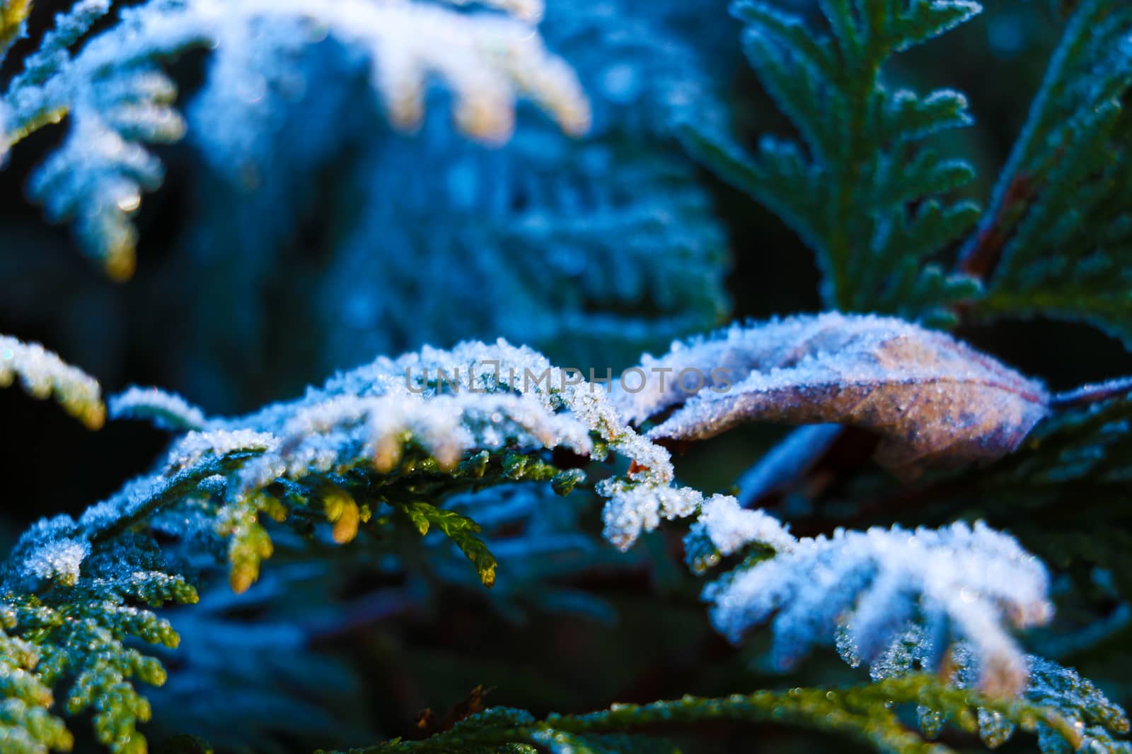 Winter magical nature. A dried herb plant covered with golden icy crystals. Texture of ice and snow.Winter landscape. by kip02kas