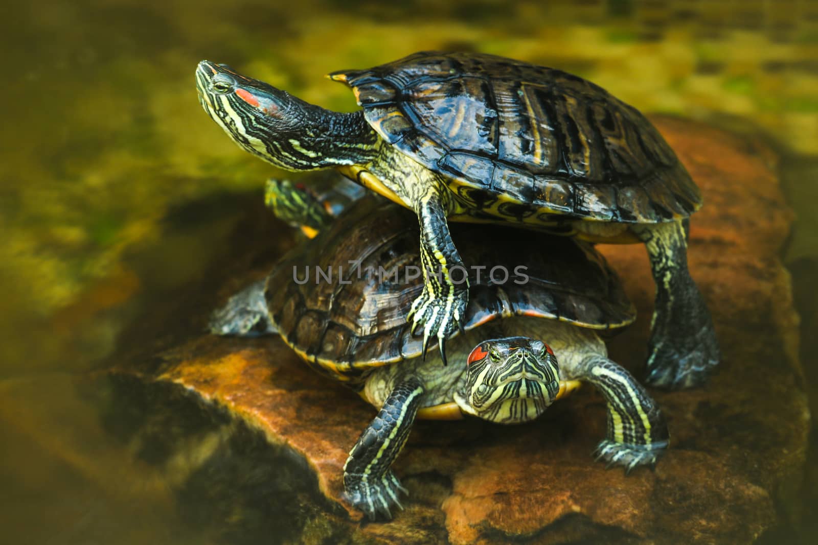 Two cute yellow turtles in the water. by kip02kas