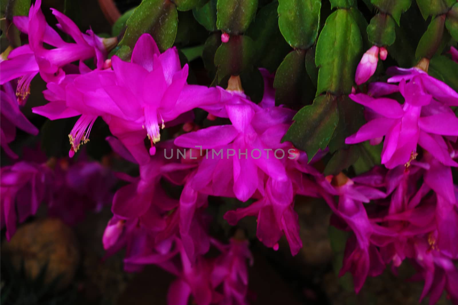 Dendrobium orchid in full bloom also showing growth from the cane. by kip02kas