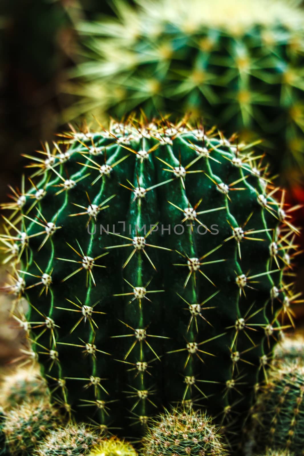 thorn cactus texture background, close up