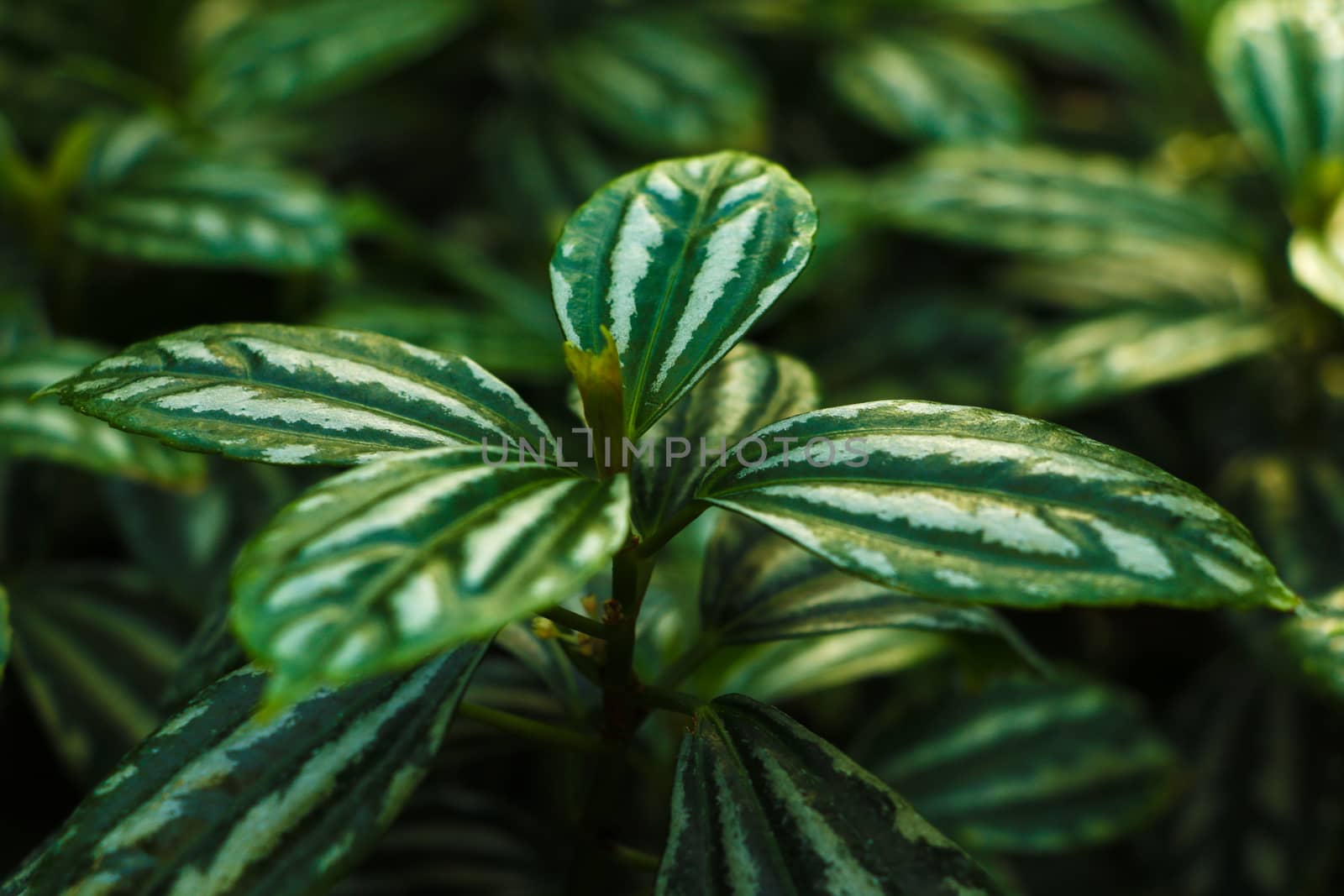 Pilea cadierei - green variegated leaves close-up - top view - textures. by kip02kas