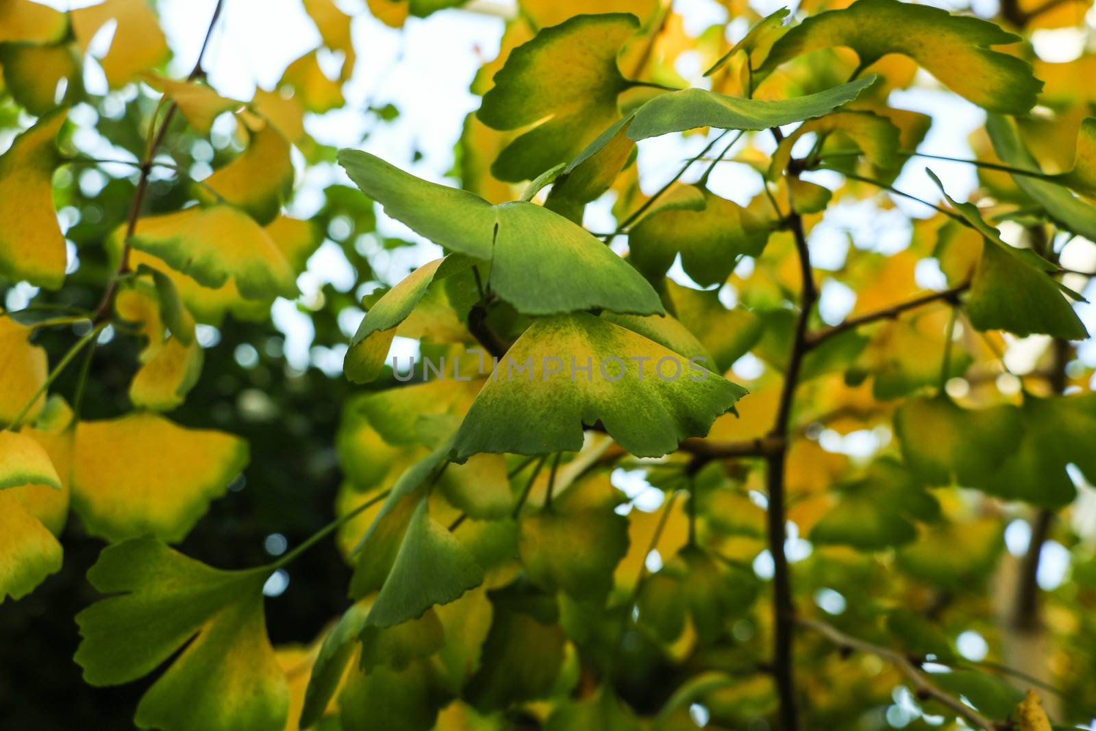 ginkgo tree with yellow leaves Ginkgo biloba in autumn