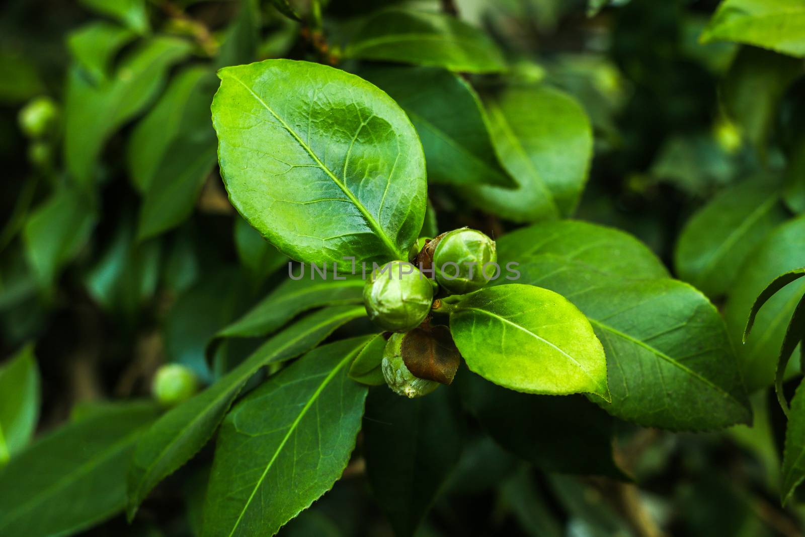 Seeds of camellia - Camellia japonica - in Japan. by kip02kas